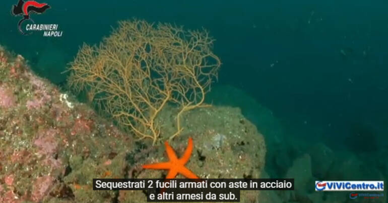 Torre Annunziata: Carabinieri e contrasto al bracconaggio ittico.