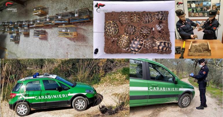 Vendita di animali in via d’estinzione: 23 denunciati