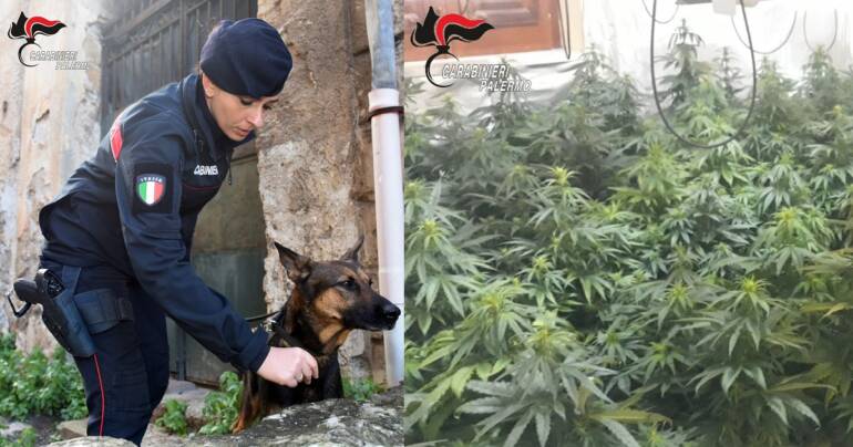 Arrestati coniugi: avevano una piantagione di marijuana nell’appartamento