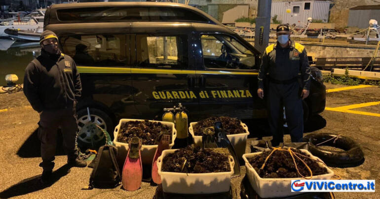 Fiamme gialle a tutela del mare: sequestrati 9000 ricci di mare