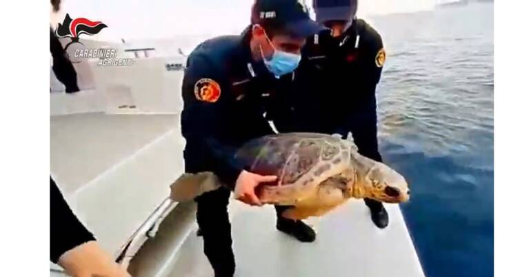 i Carabinieri riportano in mare la tartaruga marina “fiamma”