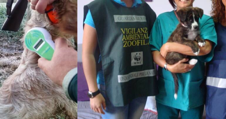 Cani privi di microchip, controlli delle guardie zoofile Wwf: elevate sanzioni