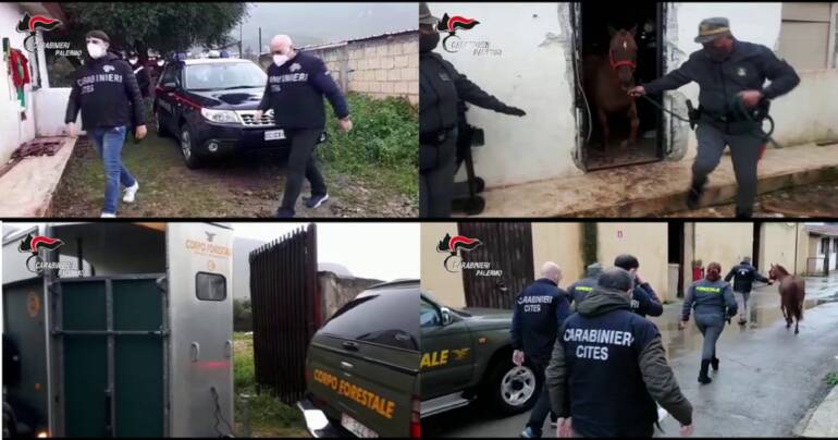 Corse clandestine di cavalli: identificato un fantino e ritrovato uno dei cavalli