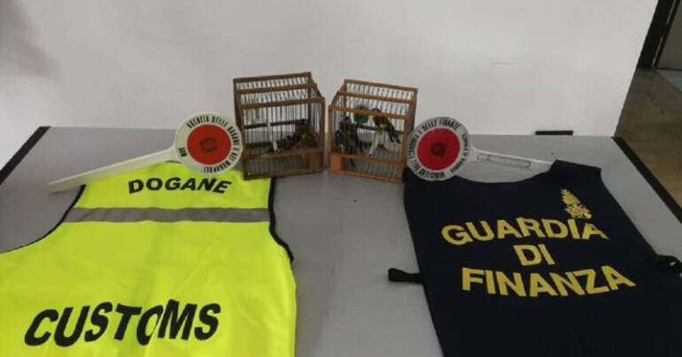 Sequestrati ad un tunisino cinque esemplari di cardellini di specie protetta