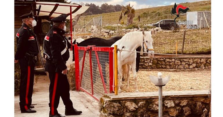 Sequestrato centro ippico: rifiuti speciali dispersi sul territorio e salute precaria degli animali
