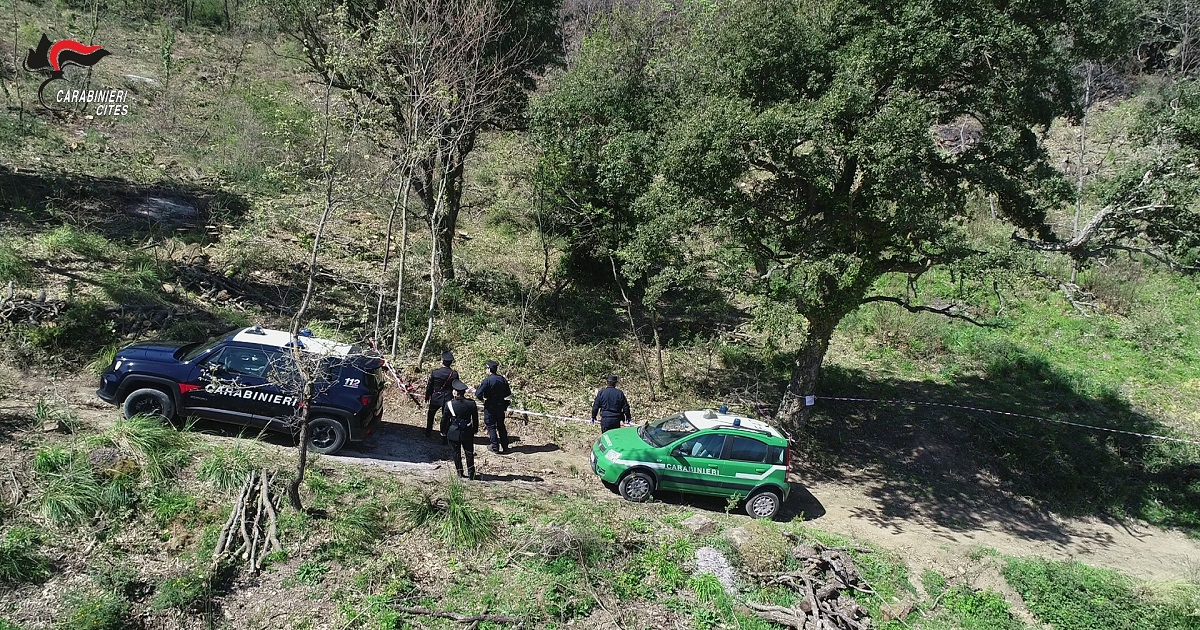 Denunciati dai CC forestali del Centro Anticrimine Natura di Palermo per traffico illegale di animali
