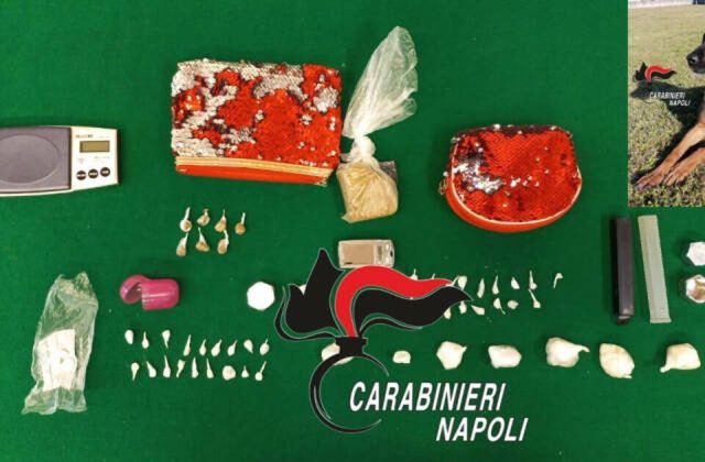Castellammare Di Stabia: cane antidroga Luna scova cocaina e hashish