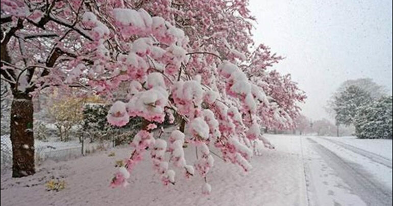 Ancora freddo e neve fino in Collina, poi torna la Primavera!