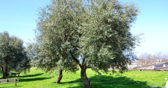 Corso di formazione sulla potatura dell’olivo a Pompei e Stabia