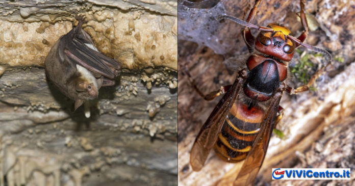 I pipistrelli imitano i calabroni per tenere alla larga i predatori