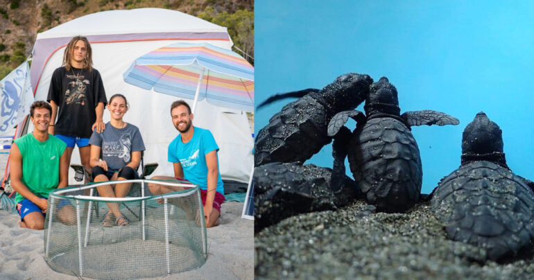 Sos Tartarughe Caretta Caretta: si cercano volontari in Campania VIDEO