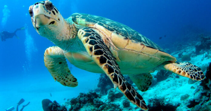 23 maggio, giornata mondiale delle tartarughe