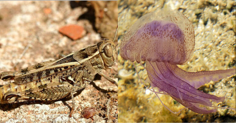 Invasione di cavallette in terra e di meduse luminose in mare: altro?