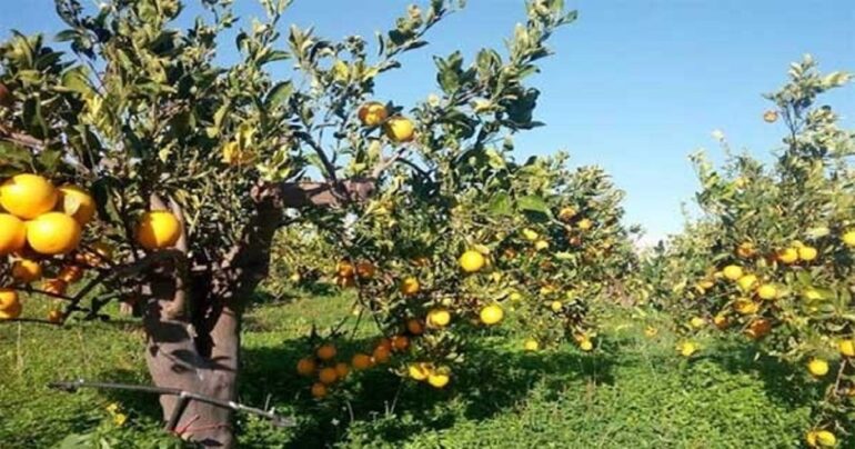 Dalla Presidenza della Regione Siciliana