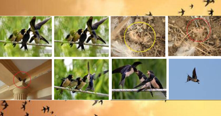 Distrutto nido di rondini in albergo a Sorrento: uccisi i nidiacei