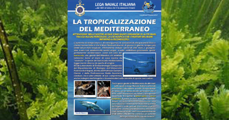 Il mare di Napoli si surriscalda e cambia: alici extralarge