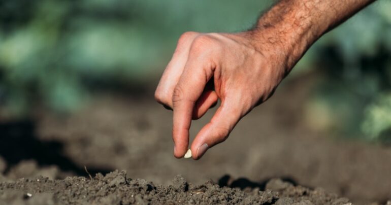 Semi autofiorenti: come fare la scelta giusta