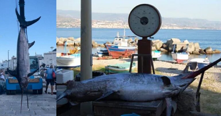 Sicilia: pescato un altro pesce spada di oltre 220 kg