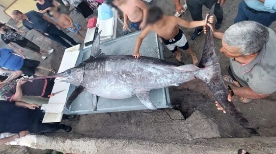 l’8 giugno 2022, dei pescatori del borgo marinaro di Ganzirri, a Messina, avevano pescato di un esemplare di pesce spada da 227 kg