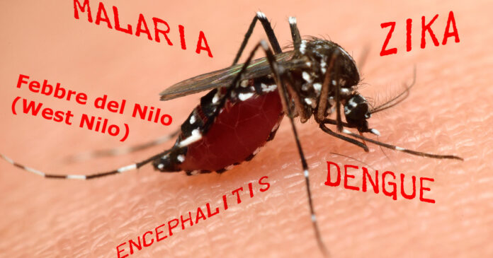 West Nile Virus Allerta Zanzare in Italia (Depositphotos_100755074_L)