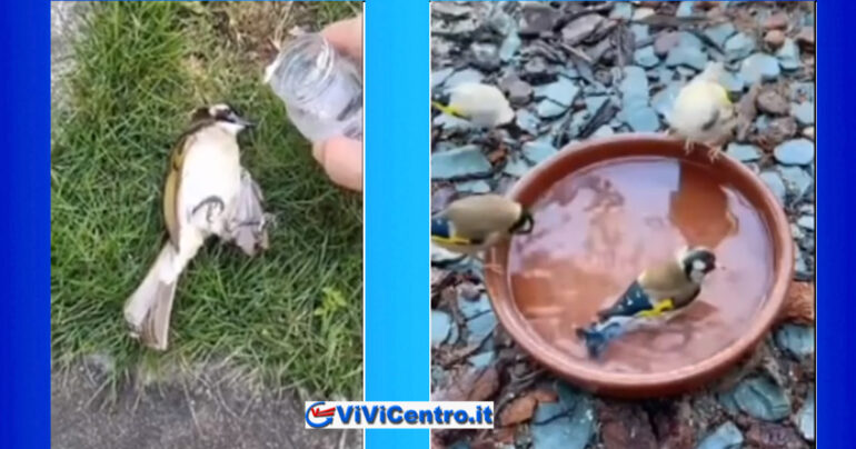 Animali domestici e selvatici, il caldo eccessivo può ucciderli VIDEO