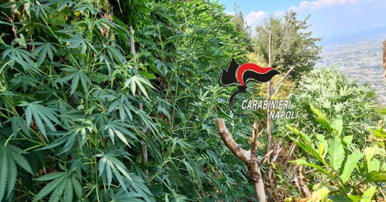 Castellammare, Lettere e Monti Lattari, nuovi sequestri ed arresti