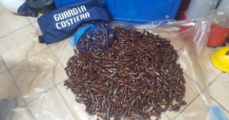 I Datteri di mare sembrano cozze ma attenzione: se li vedi non prenderli