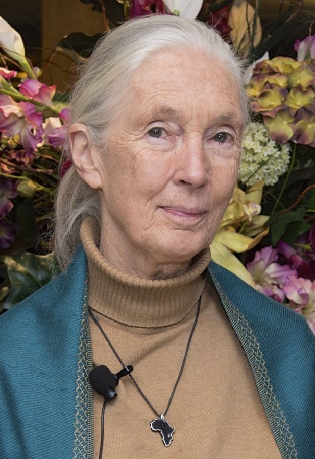Jane Goodall nel 2015 (da wikipedia)