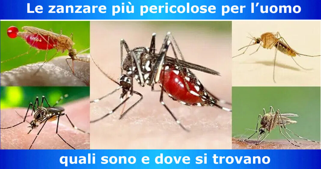 Le zanzare più pericolose per l’uomo