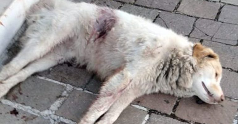 Ucciso Galax, il cane randagio che accompagnava i turisti