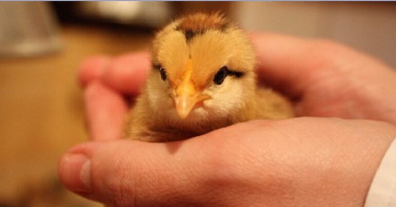 Voto storico: stop all’abbattimento selettivo dei pulcini maschi