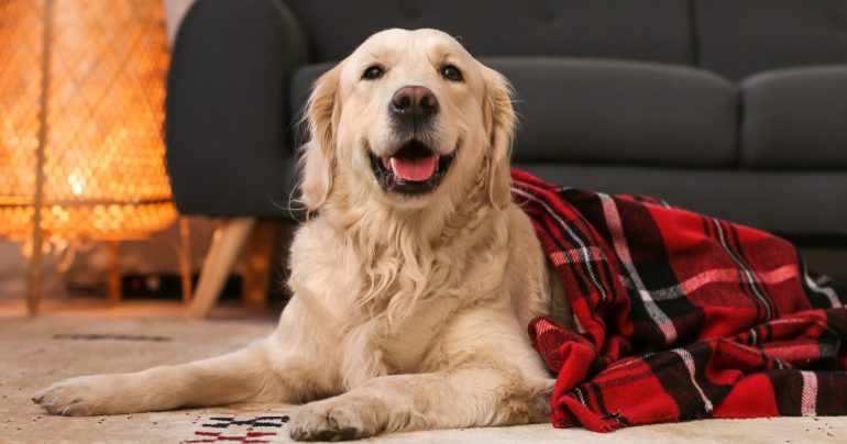 Vuoi proteggere il tuo cane dal freddo? I nostri consigli su come fare