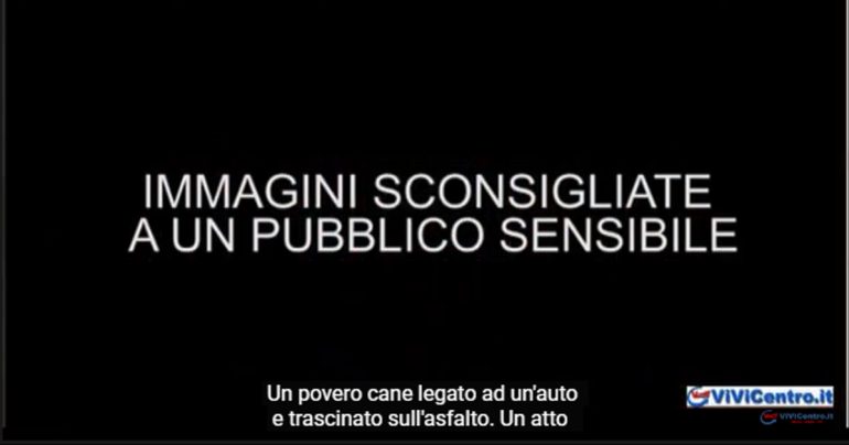 Cane trascinato sull’asfalto da un’auto:  grazie al video arrestato l’autore