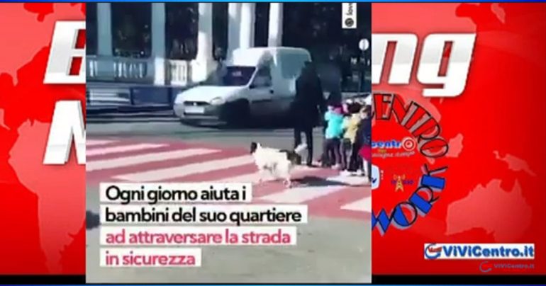 Kupata, il cane libero che aiuta i bambini ad attraversare la strada VIDEO