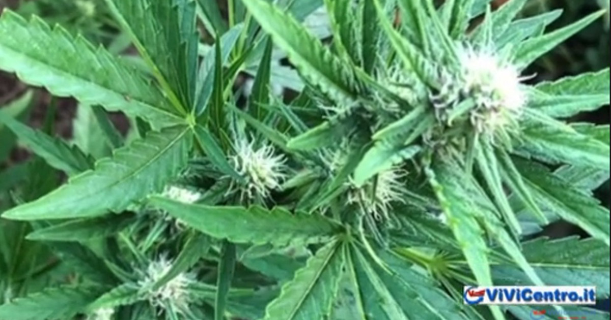 marijuana, piante di canapa indiana