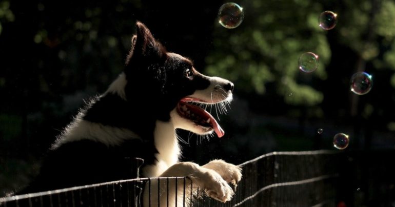 Cani in giardino: la scelta delle recinzioni