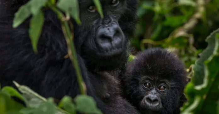 Giornata Mondiale Del Gorilla (foto da sito wwf)