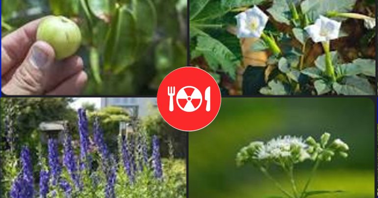 Raccogliere erbe nei campi è bello e rilassante, ma può essere anche mortale