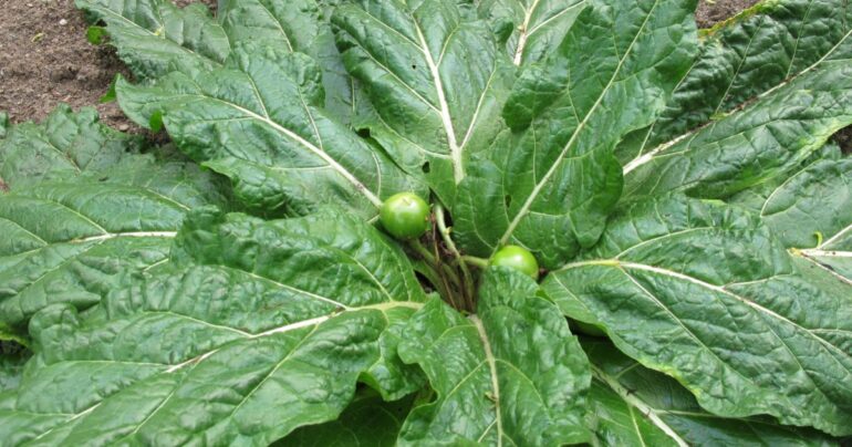 Continua l’allarme Mandragora: Ritirati dagli scaffali gli spinaci in busta