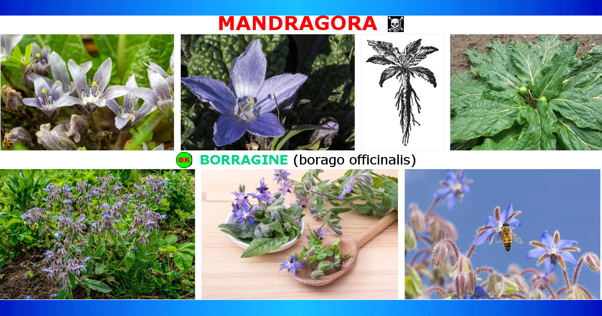 Mandragora (letale) Borragine (commestibile)