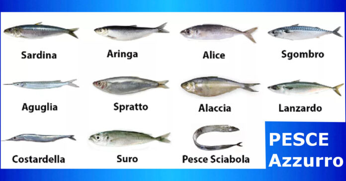 Pesce Azzurro, le varie specie