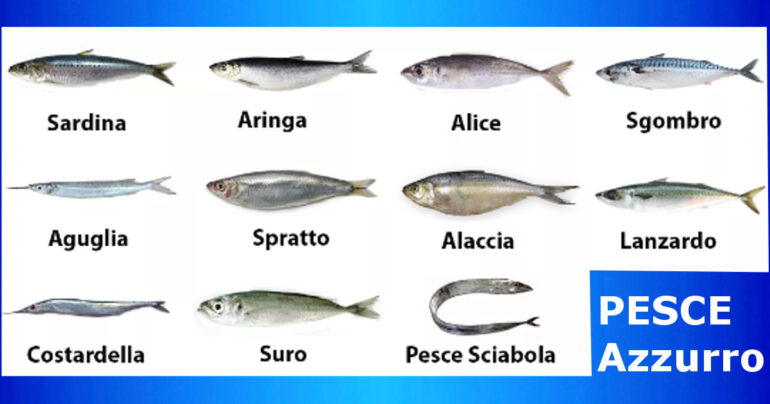 Pesce Azzurro: le specie più importanti