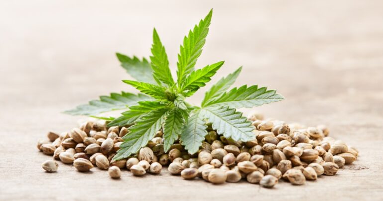 È legale detenere e coltivare i semi di cannabis? Ecco cosa dice la legge italiana