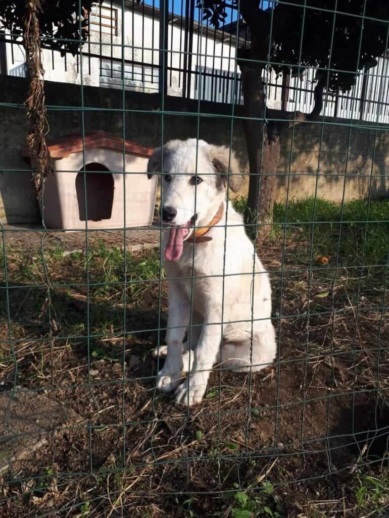 Gli animalisti di prima e quelli di oggi