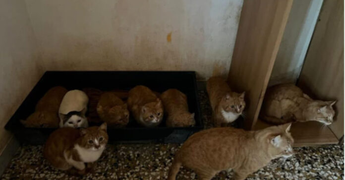 Il caso di Anna e dei suoi 40 gatti fa scalpore a Napoli-min