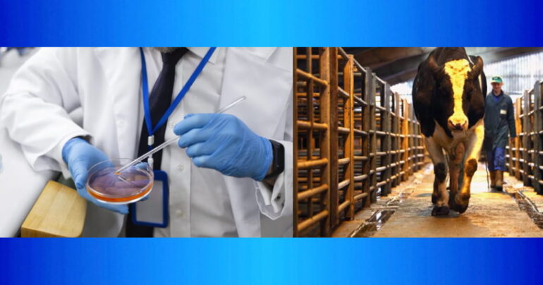 Le follie delle crociate contro carne sintetica e insetti