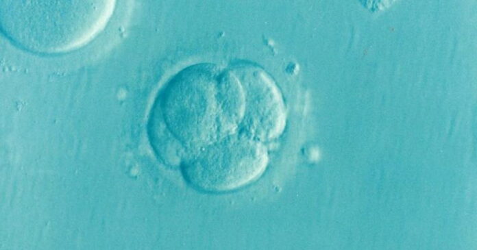 Creati i primi embrioni umani sintetici in laboratorio