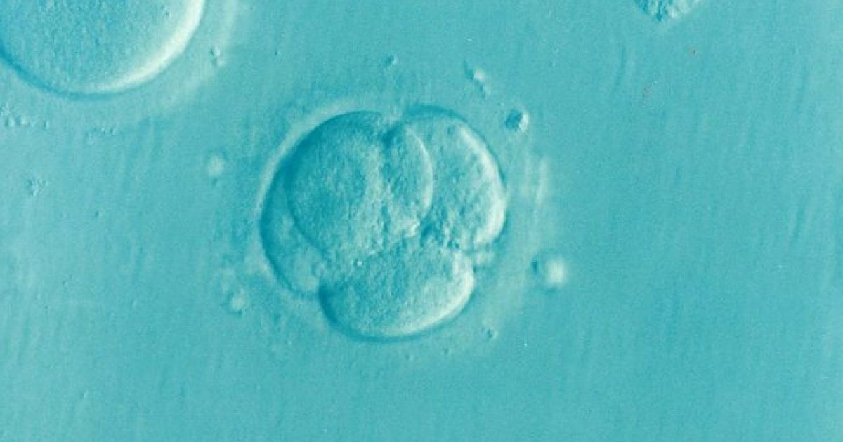 Creati i primi embrioni umani sintetici in laboratorio
