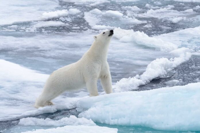 Allarme Climatico, ghiacci pac polare in scioglimento