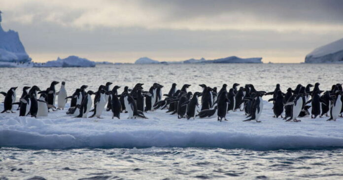 Antartide in Scioglimento, Allarme Riscaldamento Globale